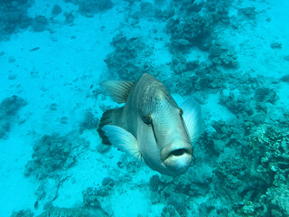 Fototapeta na wymiar Napoleon fish. Red sea, Egypt
