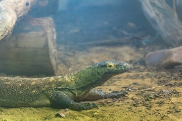 Close up of a Komodo dragon (Varanus komodoensis)