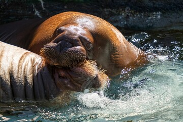 Closeup of two Pacific walrus animals enjoying in the water with sunlight