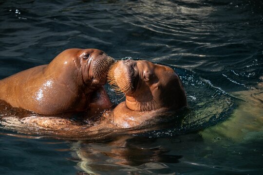 Closeup shot of two cute walruses kissing in the water