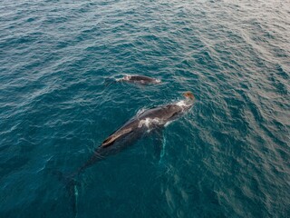 Fototapeta premium Beautiful shot of humpback whales swimming in clear blue water - Megaptera novaeangliae