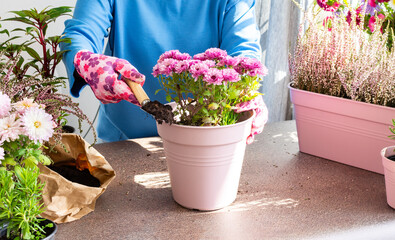 A woman is transplanting chrysanthemums into a pot, planting autumn flowers in pots, decorating a...