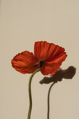 Elegant red poppy flower with sunlight shadows on neutral tan beige background. Aesthetic floral...
