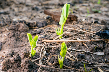 Young leaves of an ascended young pea growing in the soil on a garden bed close-up. Growing legumes in the home garden