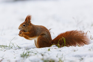 Red squirrel (Sciurus vulgaris) in its natural habitat in the forest where there is already snow. The squirrel is stocking up on nuts for the winter