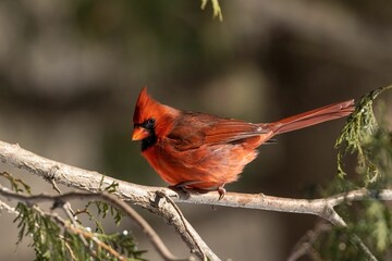 Northern Cardinal perched on an evergreen branch during a cold winter day, sunlit blurred background