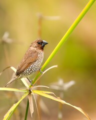 Selective focus of a bird perched on a plant