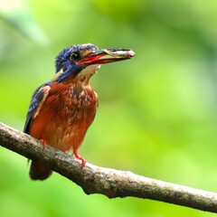 Selective focus of a bird perched on a tree