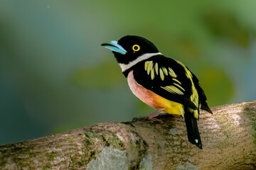 Closeup shot of a cute Black-and-yellow broadbill (Eurylaimus ochromalus) on the blurred background