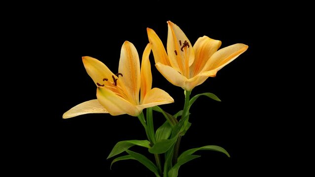 Timelapse footage of Lilium brownii flowers withering on a black background,