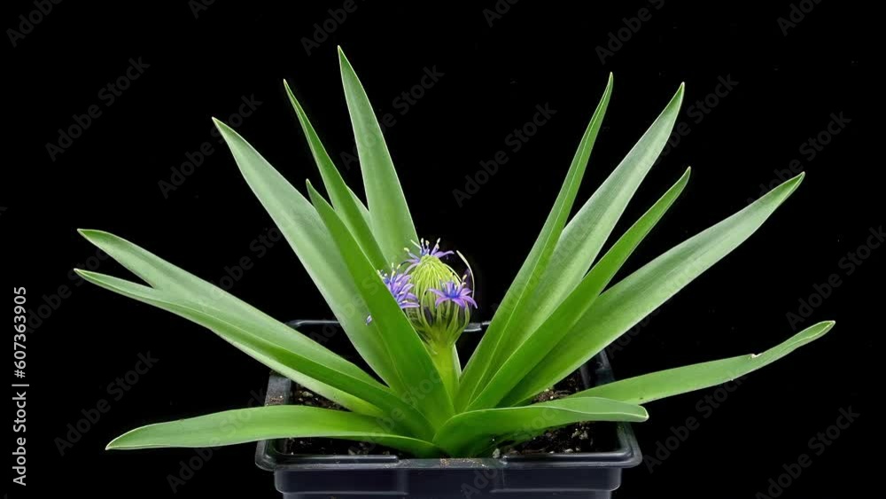 Poster Time lapse footage of Purple Scilla peruviana flowers blooming against  black background