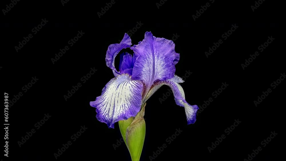 Poster Time lapse footage of Purple Iris flower blooming against  black background