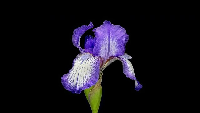 Time lapse footage of Purple Iris flower blooming on black background