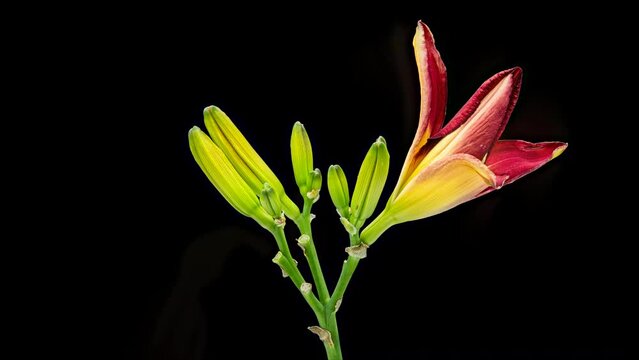 Close-up time-lapse view of Lily buds blooming and falling on a black background