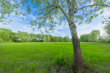 Obraz premium Fresh air outdoors, beautiful natural landscape of meadow with green tree closeup. Sunny blue sky summer background. Beauty landscape of grass field with forest trees and environment countryside