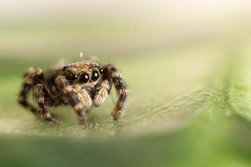 Closeup of a cute female jumping spider