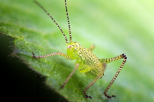 Closeup of a speckled bush-cricket on a leaf