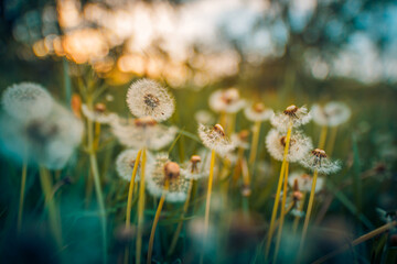 Inspirational nature closeup. Sunset floral meadow field beautiful bokeh blurred lush foliage....