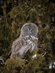 Vertical shot of a Great Gray Owl with yellow eyes on a winter tree