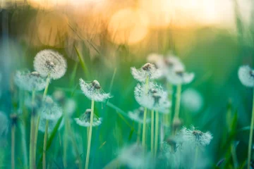 Papier Peint photo Autocollant Herbe Inspirational nature closeup. Sunset floral meadow field beautiful bokeh blurred lush foliage. Freedom to Wish concept, peaceful bright sunlight spring colors. Warm golden green summer field landscape