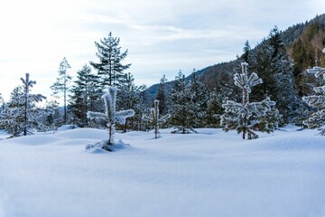 Scenic view of pine trees covered with snow in Bavarian Alps, Germany