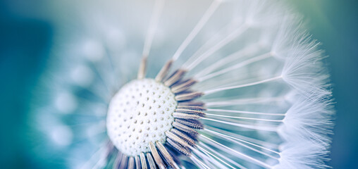 Closeup of dandelion on natural background. Bright, delicate nature details. Inspirational nature concept, soft blue green blurred bokeh macro background. Spring summer lush foliage. Peaceful colors
