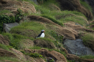 First puffins of the year arriving at iceland