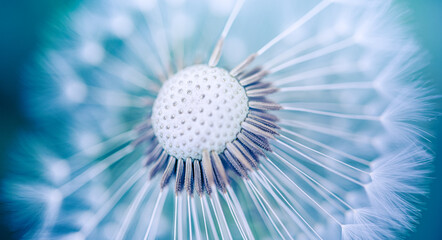 Closeup of dandelion on natural background. Bright, delicate nature details. Inspirational nature...