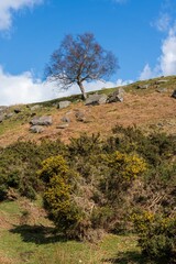Beautiful view of a tree in the mountain