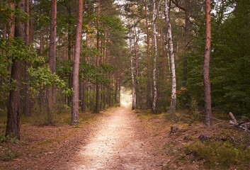 Low-angle view of a beautiful forest on a sunny day