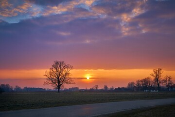 Silhouette shot of a tree found in an open field with a sunset in the background
