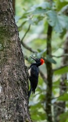 Black woodpecker perching on the tree