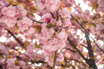 Cherry blossom in full bloom. Cherry flowers in small clusters on a cherry tree branch, fading in to white. Shallow depth of field. Focus on center flower cluster.