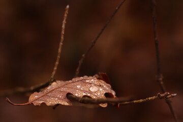 foglia di quercia in autunno sotto la pioggia