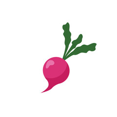 radish Vector  isolated on white background
