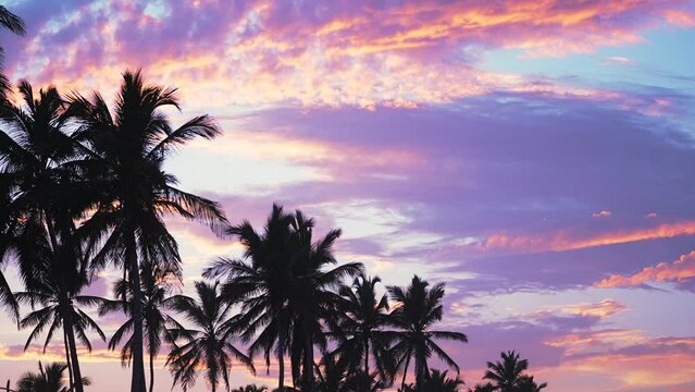 The silhouettes of palm trees against the beautiful pink violet sunset sky on a tropical beach. Natural landscape background with copy space