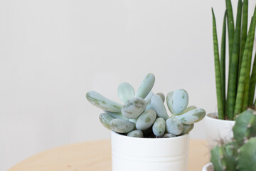 Portrait de succulente