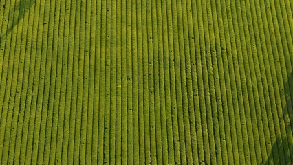 Top view of a green tea plantation in a farm