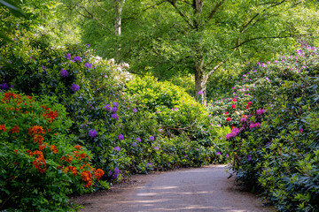 Selective focus a shrub of multicolour flowers in the garden with green leaves, Rhododendron is a...