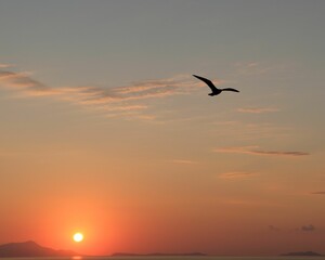 Fototapeta na wymiar Lonely bird with wide-spread wings flying in the sky on a sunset