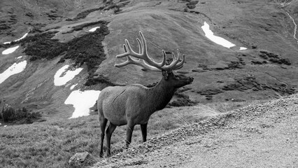 Grayscale shot of Elk in Rocky Moutain National Park