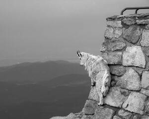 Grayscale shot of a mountain goat at the top of Mount Evans, Colorado