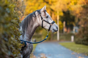 Gray Arabian horse in a dark halter posing outdoors