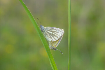 mating green-white colored butterflies