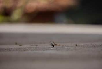 Small black ant on the asphalt surface on the blurred background