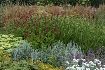 A composition of fashionable ornamental herbs