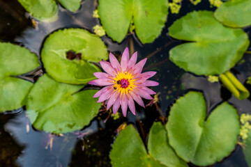 pink water lily in the pond