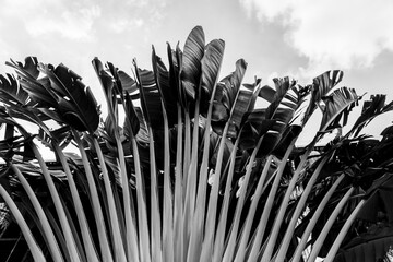 black and white plants