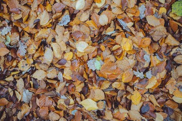 Top view of golden leaves on the floor after the rain