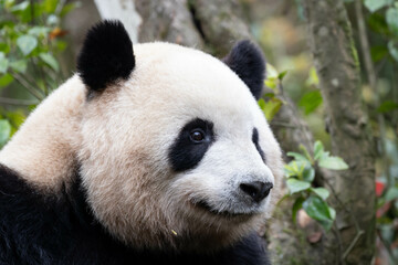 Fototapeta premium Portrait of Happy Fluffy Giant Panda, Mei Lan, aka Rou Rou